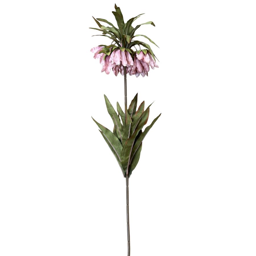 Pink Fritillaria Crown